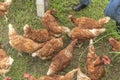 Traditional free range poultry farming Royalty Free Stock Photo