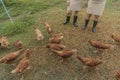 Traditional free range poultry farming Royalty Free Stock Photo