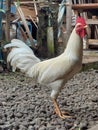 Traditional Free Range Rooster in Indonesian Village Royalty Free Stock Photo
