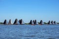 Traditional Frisian wooden sailing ships in a yearly competition Royalty Free Stock Photo