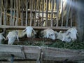 Traditional goat farming uses wood and bamboo