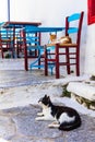 Traditional Greece series - cats and street tavernas, Amorgos is Royalty Free Stock Photo