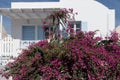 Traditional greek architecture and pink flowers in the town of Oia Royalty Free Stock Photo