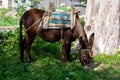 Greek Donkey, Lakki, Leros, Dodecanese, Leros, Greece Royalty Free Stock Photo