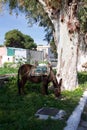 Greek Donkey, Lakki, Leros, Dodecanese, Leros, Greece Royalty Free Stock Photo