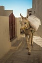 Traditional Greek donkeys in Oia on Santorini island in Greece Royalty Free Stock Photo