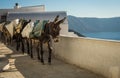 Traditional Greek donkeys in Oia on Santorini island in Greece Royalty Free Stock Photo