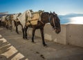 Traditional Greek donkeys in Oia on Santorini island in Greece Royalty Free Stock Photo