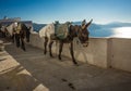 Traditional Greek donkeys in Oia on Santorini island in Greece Royalty Free Stock Photo