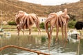 Traditional greek food Octopus drying in the sun