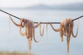 Traditional greek sea food - dry octopus. Greece Royalty Free Stock Photo