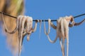 Traditional greek sea food - dry octopus. Greece Royalty Free Stock Photo