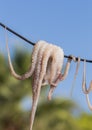 Traditional greek sea food - dry octopus. Greece Royalty Free Stock Photo