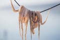 Traditional greek sea food - dry octopus. Greece Royalty Free Stock Photo