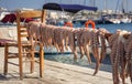 Traditional greek sea food, octopus, drying in the sun, Naxos island, Cyclades. Royalty Free Stock Photo