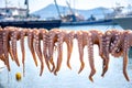 Traditional greek sea food, octopus, drying in the sun, Naxos island, Cyclades.