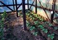 Traditional greenhouse Royalty Free Stock Photo