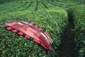 Traditional harvesting clothes on rows of Turkish black tea plantations in Cayeli area Rize province