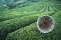 Traditional harvesting wicker conical basket on rows of Turkish black tea plantations in Cayeli area Rize province