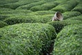 Traditional harvesting wicker conical basket on rows of Turkish black tea plantations in Cayeli area Rize province