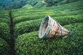 Traditional harvesting wicker conical basket on rows of Turkish black tea plantations in Cayeli area Rize province