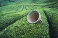 Traditional harvesting wicker conical basket on rows of Turkish black tea plantations in Cayeli area Rize province