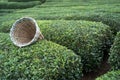 Traditional harvesting wicker conical basket on rows of Turkish black tea plantations in Cayeli area Rize province