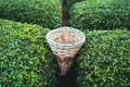 Traditional harvesting wicker conical basket on rows of Turkish black tea plantations in Cayeli area Rize province