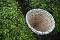 Traditional harvesting wicker conical basket on rows of Turkish black tea plantations in Cayeli area Rize province