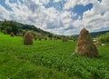 Traditional haystacks in a beautiful green environment