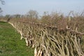 Traditional hedge laying in England Royalty Free Stock Photo