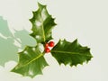 Traditional Holly