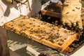 Traditional honey harvesting in a spring morning, Algarve