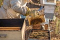 Traditional honey harvesting in a spring morning, Algarve