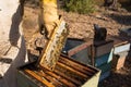 Traditional honey harvesting in a spring morning, Algarve