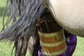 Traditional horse milking in a Gher camp, Mongolia