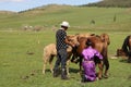 Traditional horse milking in a Gher camp, Mongolia Royalty Free Stock Photo