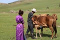 Traditional horse milking in a Gher camp, Mongolia