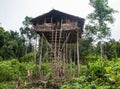 Traditional house Korowai tribe. Tribe of Korowai Kombai , Kolufo.