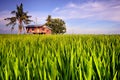 Traditional House in Paddy Field