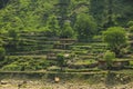 Traditional Houses on the Green Forest Rocks in Pakistani Mountains Royalty Free Stock Photo