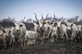 Traditional Hungarian gray beef, cattle horde Royalty Free Stock Photo
