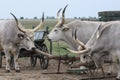 Traditional Hungarian Grey Steer