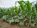 Traditional Intercropping Practice of Maize, Pumpkin, and Amaranth; Multi cropping;