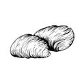 Traditional Italian dessert Sfogliatelle Sfogliatella. Hand drawn sketch style Italian sweets illustration. Puff pastry and cust Royalty Free Stock Photo