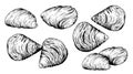 Traditional italian sweets Sfogliatelle set. Top and side view. Hand drawn sketch style. Puff pastry with cream inside.