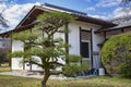 Traditional Japanese architecture house with  decorative pine tree in garden Royalty Free Stock Photo