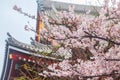 Traditional Japanese Architecture, Sensoji Temple, Asakusa; Tokyo, Japan with sakura and tree Royalty Free Stock Photo