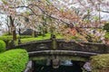 Traditional Japanese Architecture, Sensoji Temple, Asakusa; Tokyo, Japan with sakura and tree Royalty Free Stock Photo