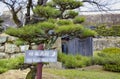 Traditional Japanese garden with decorative pine tree Royalty Free Stock Photo